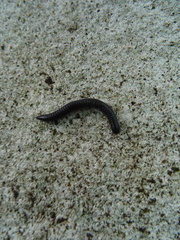 Ommatoiulus moreleti