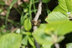 Temnostoma excentrica