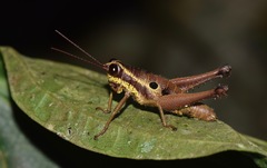 Ommatolampis perspicillata