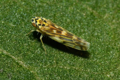 Eupteryx urticae