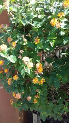 Lantana camara