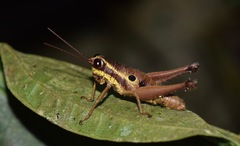 Ommatolampis perspicillata