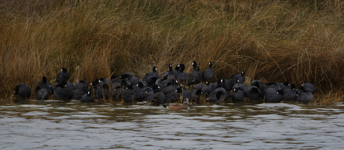 American Coot photographed in North Carolina