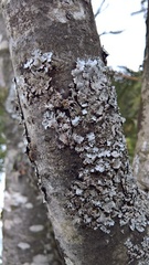 Parmelina pastillifera