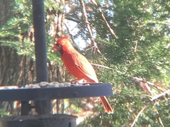 Cardinalis cardinalis
