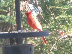 Cardinalis cardinalis