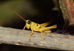 Ommatolampis perspicillata