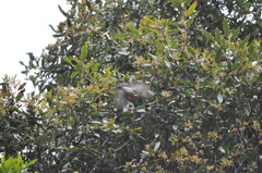 Oreothlypis gutturalis