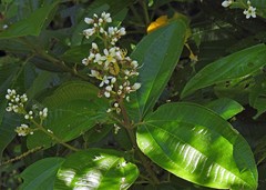 Miconia chamissois
