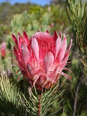Protea aristata