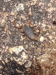 Hottentotta hottentotta