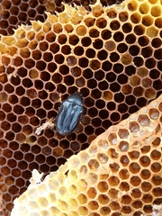 Oplostomus fuligineus