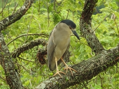 Nycticorax nycticorax