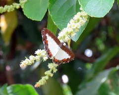 Nymphidium trinidadi