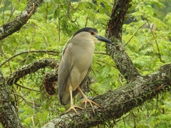 Nycticorax nycticorax