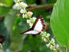 Nymphidium trinidadi