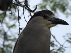 Nycticorax nycticorax