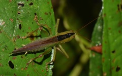 Eschatoceras nigrovittatus