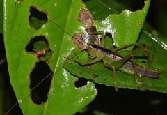 Eschatoceras nigrovittatus