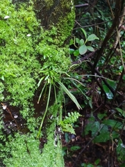 Cochlidium linearifolium