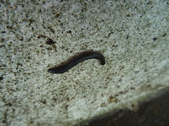 Ommatoiulus moreleti