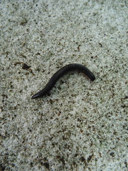 Ommatoiulus moreleti