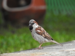 Passer domesticus