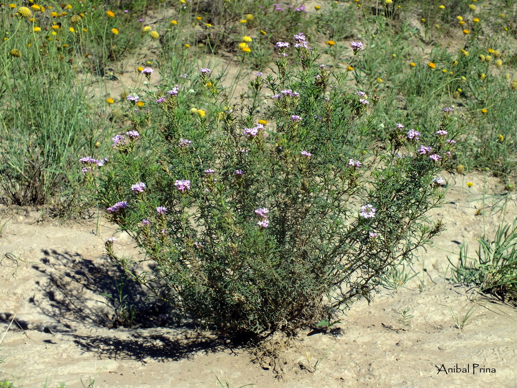 Glandularia subincana