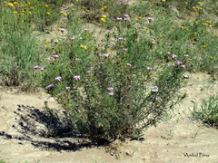Glandularia subincana
