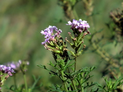 Glandularia subincana