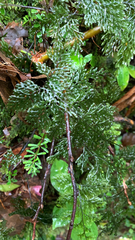 Hymenophylloideae