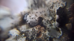Parmelina pastillifera