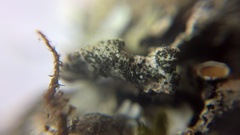 Parmelina pastillifera