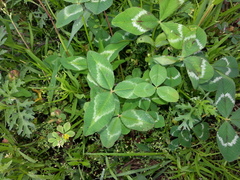 Trifolium vesiculosum
