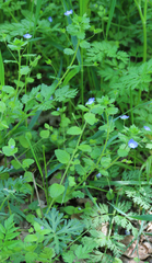 Veronica crista-galli