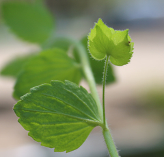 Veronica crista-galli