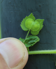 Veronica crista-galli
