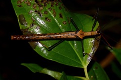 Pseudophasma bispinosum