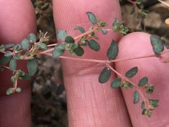 Euphorbia micromera