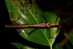 Pseudophasma bispinosum