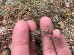Euphorbia micromera