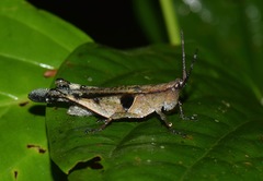 Xiphiola cyanoptera