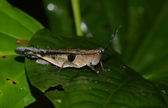 Xiphiola cyanoptera
