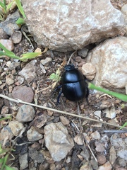 Trypocopris vernalis