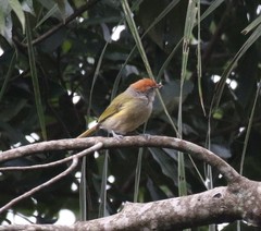 Hylophilus amaurocephalus