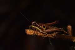 Ommatolampis perspicillata