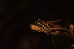 Ommatolampis perspicillata