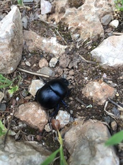 Trypocopris vernalis