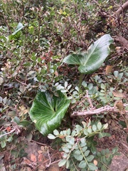 Arum pictum