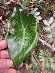 Arum pictum